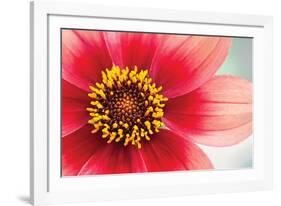 Starburst IV-Dana Styber-Framed Photographic Print