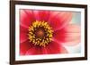 Starburst IV-Dana Styber-Framed Photographic Print