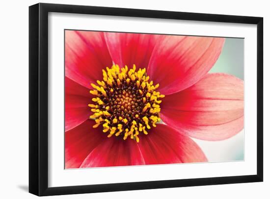 Starburst IV-Dana Styber-Framed Photographic Print