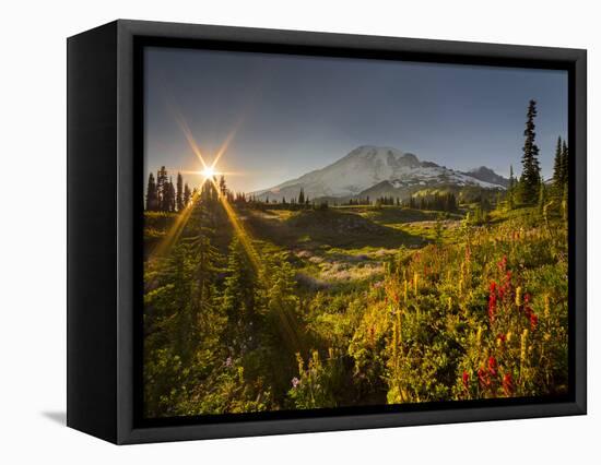 Starburst Setting Sun, Subalpine Wildflowers and Mt. Rainier at Mazama Ridge, Paradise Area-Gary Luhm-Framed Stretched Canvas