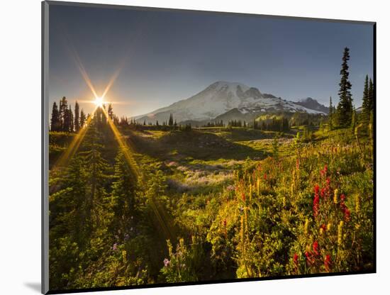 Starburst Setting Sun, Subalpine Wildflowers and Mt. Rainier at Mazama Ridge, Paradise Area-Gary Luhm-Mounted Photographic Print