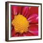 Starburst Square II-Dana Styber-Framed Photographic Print