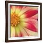 Starburst Square III-Dana Styber-Framed Photographic Print