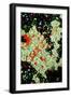 Starch Grains In Potato, Light Micrograph-Dr. Keith Wheeler-Framed Photographic Print