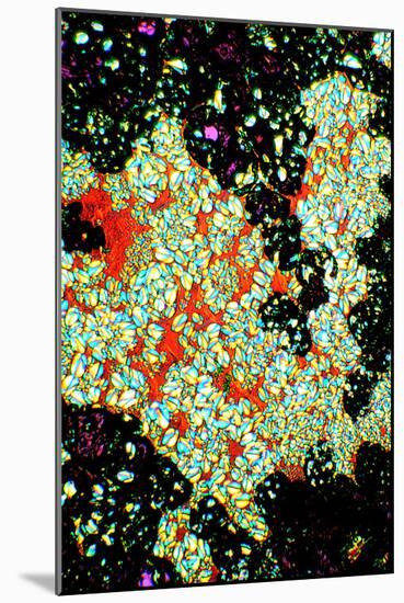 Starch Grains In Potato, Light Micrograph-Dr. Keith Wheeler-Mounted Photographic Print