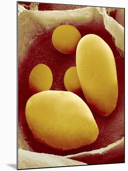 Starch Grains of Potato Cells-Micro Discovery-Mounted Photographic Print