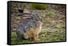 Starck's Hare, Lepus starcki. Bale Mountains National Park. Ethiopia.-Roger De La Harpe-Framed Stretched Canvas