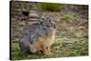 Starck's Hare, Lepus starcki. Bale Mountains National Park. Ethiopia.-Roger De La Harpe-Stretched Canvas