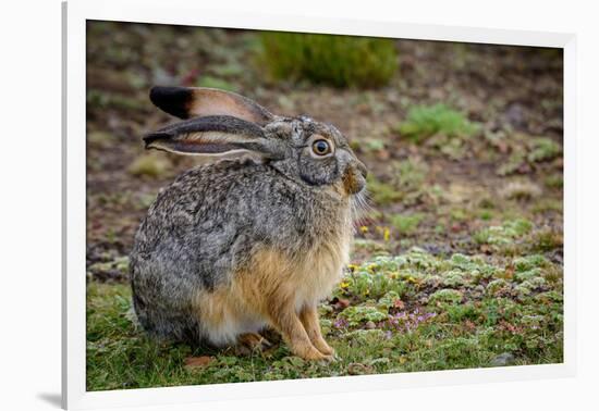 Starck's Hare, Lepus starcki. Bale Mountains National Park. Ethiopia.-Roger De La Harpe-Framed Photographic Print