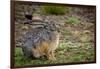 Starck's Hare, Lepus starcki. Bale Mountains National Park. Ethiopia.-Roger De La Harpe-Framed Photographic Print