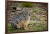 Starck's Hare, Lepus starcki. Bale Mountains National Park. Ethiopia.-Roger De La Harpe-Framed Photographic Print