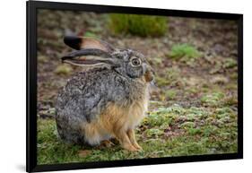 Starck's Hare, Lepus starcki. Bale Mountains National Park. Ethiopia.-Roger De La Harpe-Framed Photographic Print