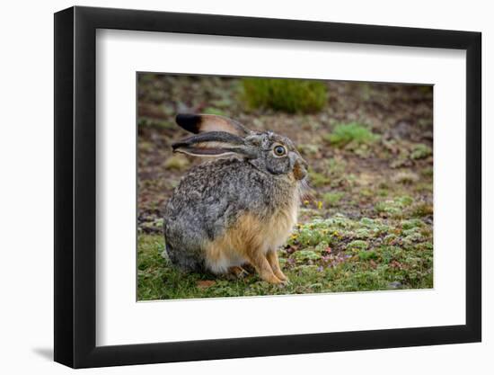 Starck's Hare, Lepus starcki. Bale Mountains National Park. Ethiopia.-Roger De La Harpe-Framed Premium Photographic Print