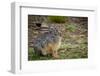 Starck's Hare, Lepus starcki. Bale Mountains National Park. Ethiopia.-Roger De La Harpe-Framed Premium Photographic Print