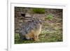 Starck's Hare, Lepus starcki. Bale Mountains National Park. Ethiopia.-Roger De La Harpe-Framed Premium Photographic Print