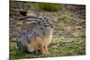 Starck's Hare, Lepus starcki. Bale Mountains National Park. Ethiopia.-Roger De La Harpe-Mounted Premium Photographic Print