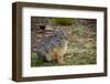 Starck's Hare, Lepus starcki. Bale Mountains National Park. Ethiopia.-Roger De La Harpe-Framed Photographic Print