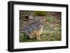 Starck's Hare, Lepus starcki. Bale Mountains National Park. Ethiopia.-Roger De La Harpe-Framed Photographic Print