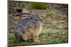 Starck's Hare, Lepus starcki. Bale Mountains National Park. Ethiopia.-Roger De La Harpe-Mounted Photographic Print