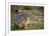 Starck's Hare, Lepus starcki. Bale Mountains National Park. Ethiopia.-Roger De La Harpe-Framed Photographic Print