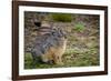 Starck's Hare, Lepus starcki. Bale Mountains National Park. Ethiopia.-Roger De La Harpe-Framed Photographic Print