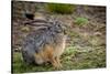 Starck's Hare, Lepus starcki. Bale Mountains National Park. Ethiopia.-Roger De La Harpe-Stretched Canvas