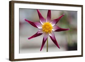 Stardust II-Dana Styber-Framed Photographic Print