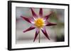 Stardust II-Dana Styber-Framed Photographic Print