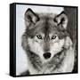 Stare Down-Lisa Dearing-Framed Stretched Canvas