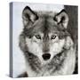 Stare Down-Lisa Dearing-Stretched Canvas