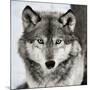 Stare Down-Lisa Dearing-Mounted Photographic Print