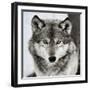 Stare Down-Lisa Dearing-Framed Photographic Print