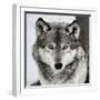 Stare Down-Lisa Dearing-Framed Photographic Print