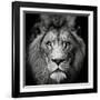 Stare Me Down #3-Christian Meermann-Framed Photographic Print