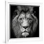 Stare Me Down #3-Christian Meermann-Framed Photographic Print