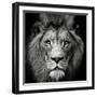 Stare Me Down #3-Christian Meermann-Framed Premium Photographic Print