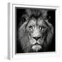 Stare Me Down #3-Christian Meermann-Framed Premium Photographic Print