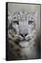 Stare of the Snow Leopard-Jai Johnson-Framed Stretched Canvas