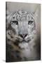 Stare of the Snow Leopard-Jai Johnson-Stretched Canvas