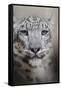 Stare of the Snow Leopard-Jai Johnson-Framed Stretched Canvas