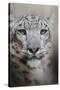 Stare of the Snow Leopard-Jai Johnson-Stretched Canvas