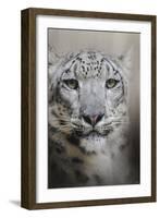 Stare of the Snow Leopard-Jai Johnson-Framed Giclee Print