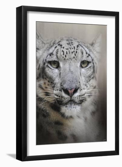 Stare of the Snow Leopard-Jai Johnson-Framed Giclee Print