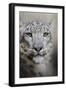 Stare of the Snow Leopard-Jai Johnson-Framed Giclee Print