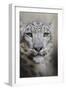 Stare of the Snow Leopard-Jai Johnson-Framed Giclee Print