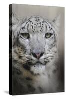 Stare of the Snow Leopard-Jai Johnson-Stretched Canvas