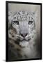 Stare of the Snow Leopard-Jai Johnson-Framed Giclee Print