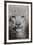 Stare of the Snow Leopard-Jai Johnson-Framed Giclee Print