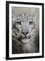 Stare of the Snow Leopard-Jai Johnson-Framed Giclee Print