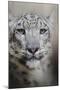 Stare of the Snow Leopard-Jai Johnson-Mounted Giclee Print